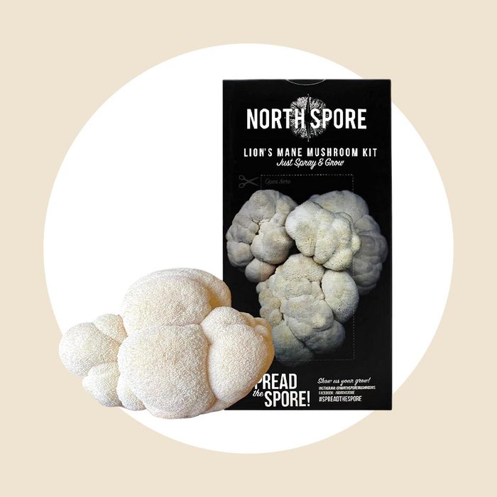 Lion's Mane Mushroom Growing Kit