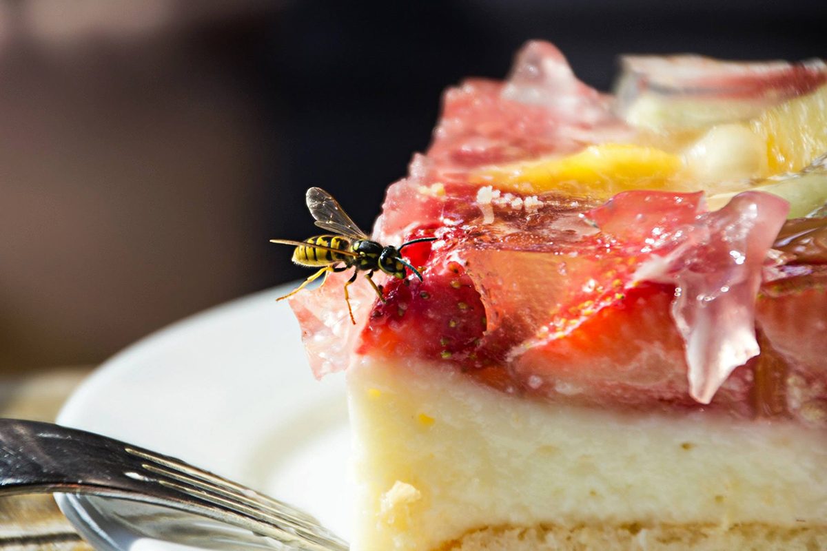 How to Keep Wasps Away from Your Food and Deck