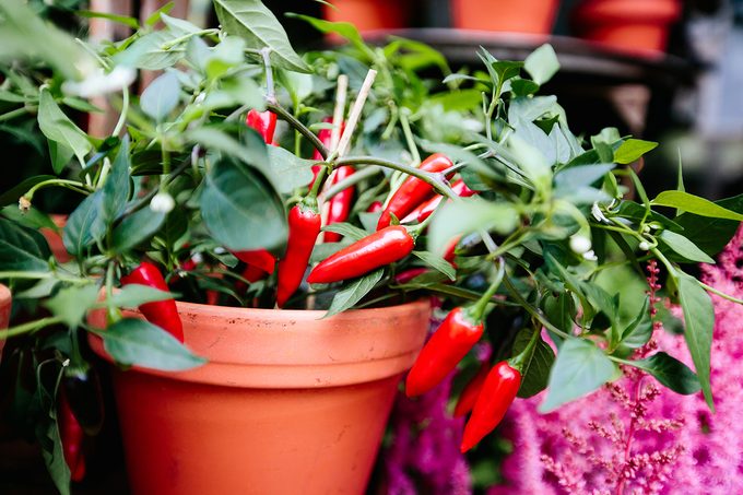 Red Cilli Peppers Growing In Flower Pot Close Up