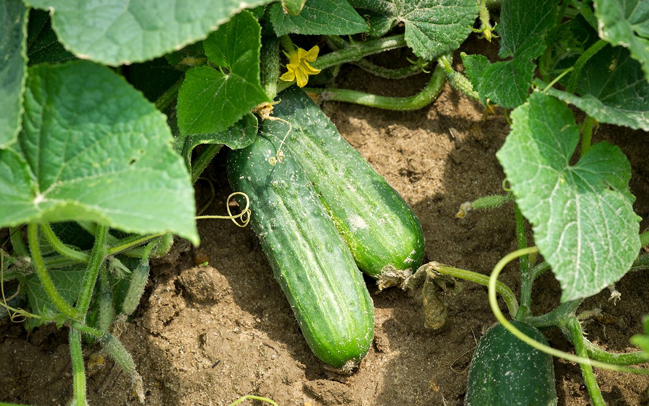 How to Grow Cucumbers in Your Home Garden