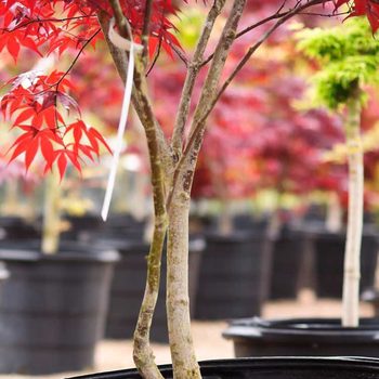 Japanese Maple Nursery Gettyimages 471356627 1