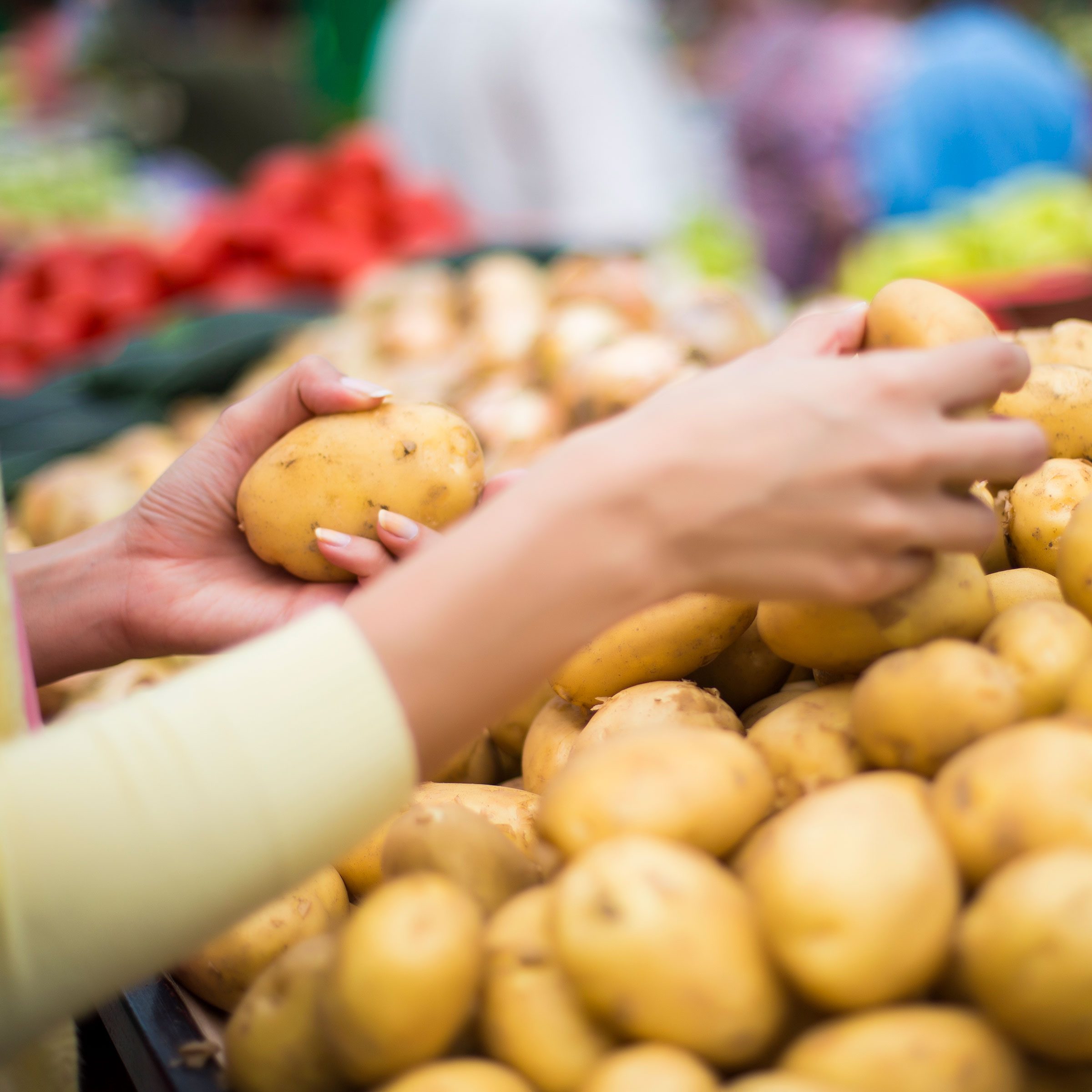 picking potatoes for potato salad