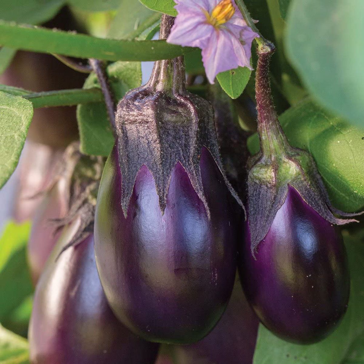 Patio Baby Eggplant