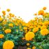 11 Low-Maintenance Flowers You (Practically) Can’t Kill