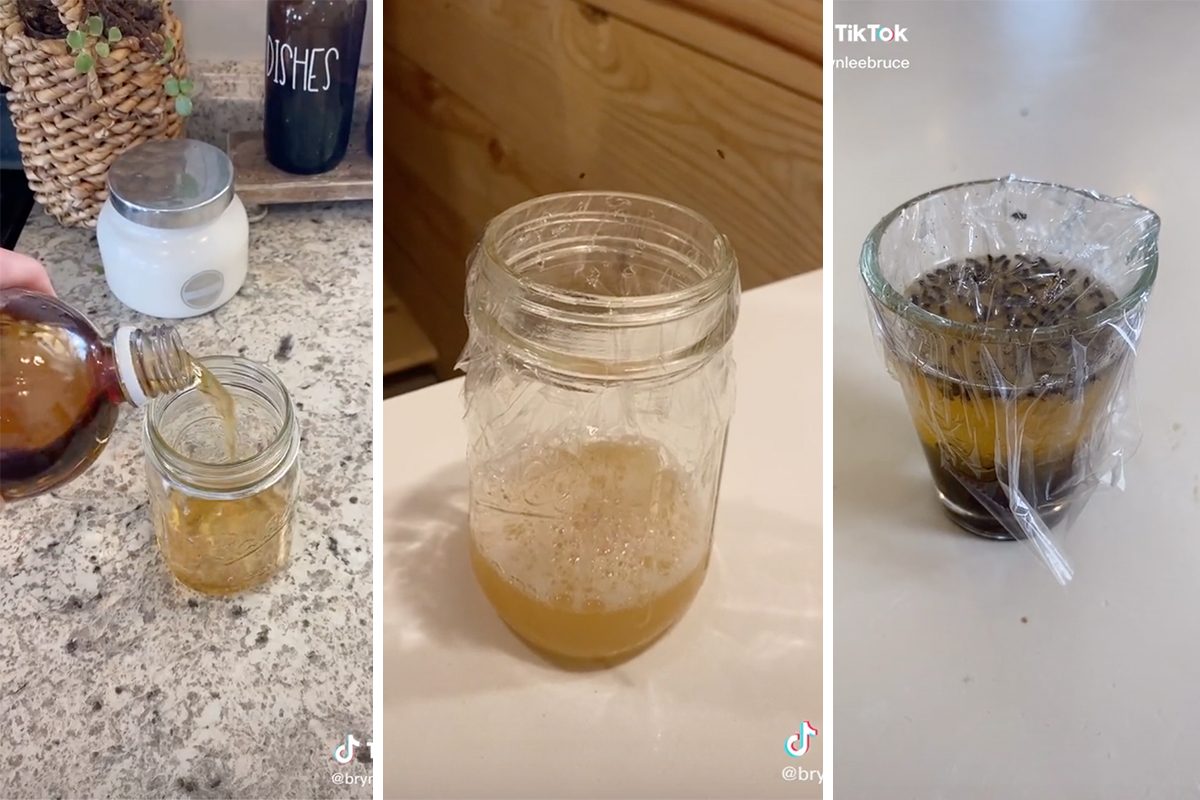 How to Get Rid of Gnats in Your House with a DIY Gnat Trap