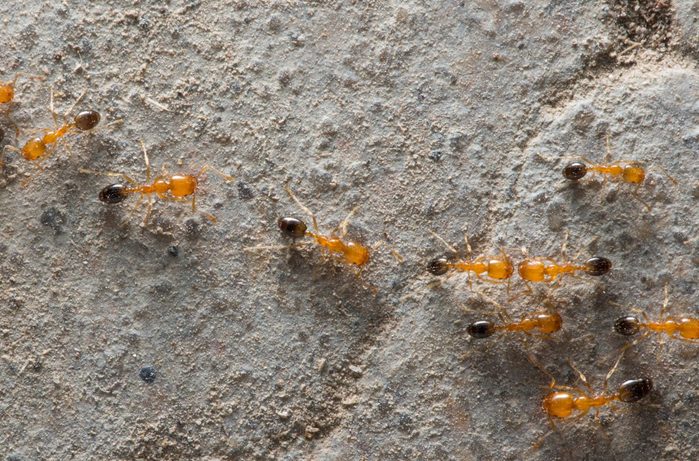 Close-Up Of Ants