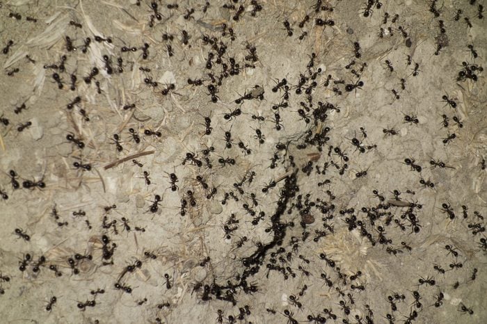 Europe, Greece, 2018: View Of Ant Nest At Night Ants Nest At Night