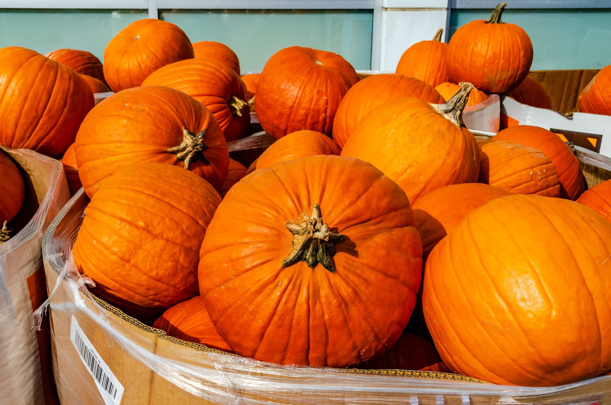 Close-up of autumn pumpkins in grocery store bins