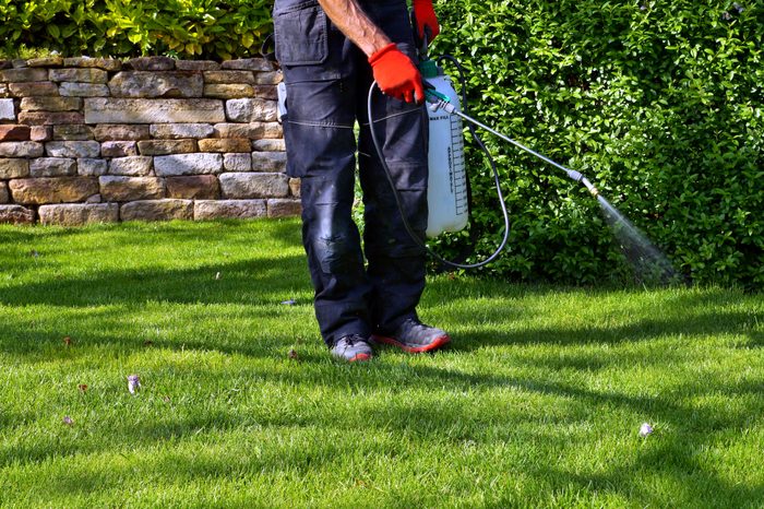 spraying insecticide with portable sprayer to eradicate garden weeds in the lawn. weedicide spray on the weeds in the garden. Pesticide use is hazardous to health.