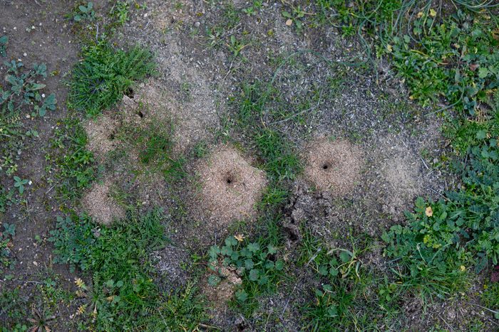 Ant nests