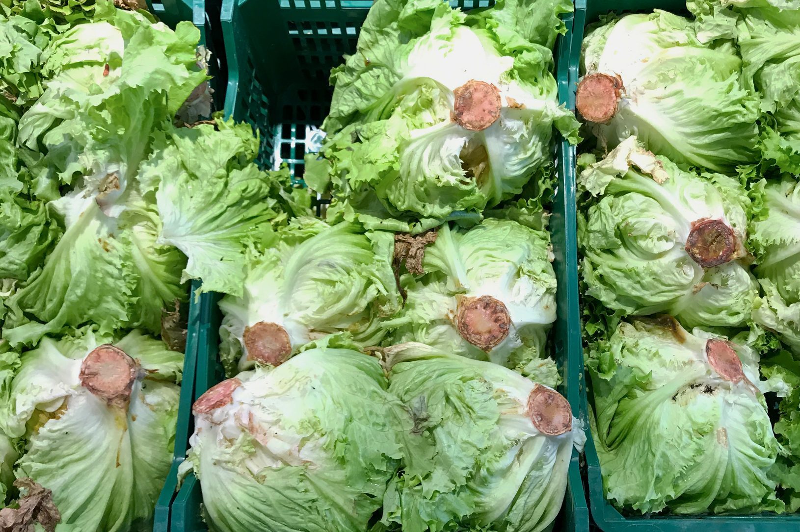 What to Do About the Rusty Spots on Your Lettuce