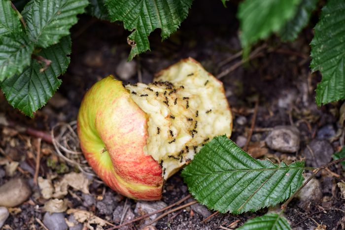 Close-Up Of Ants On Apple