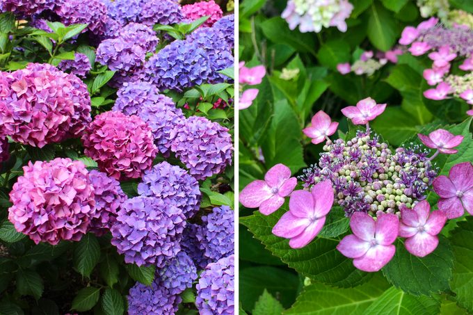 Bigleaf And Oakleaf Hydrangeas Side By Side