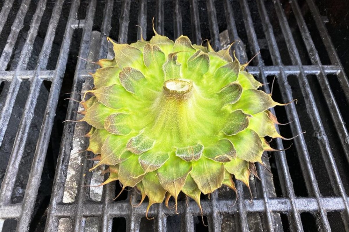 Showing How To Grill Sunflower