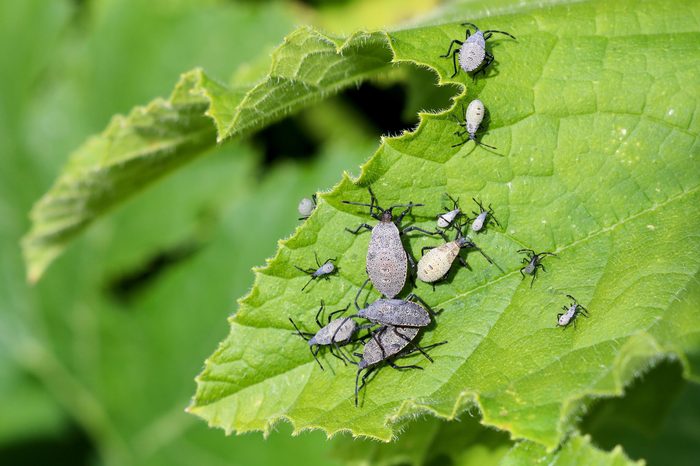 Squash Bugs on a leaf in the vegetable garden