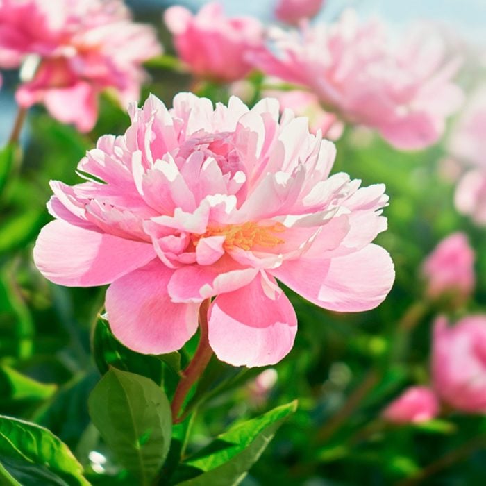 Peony