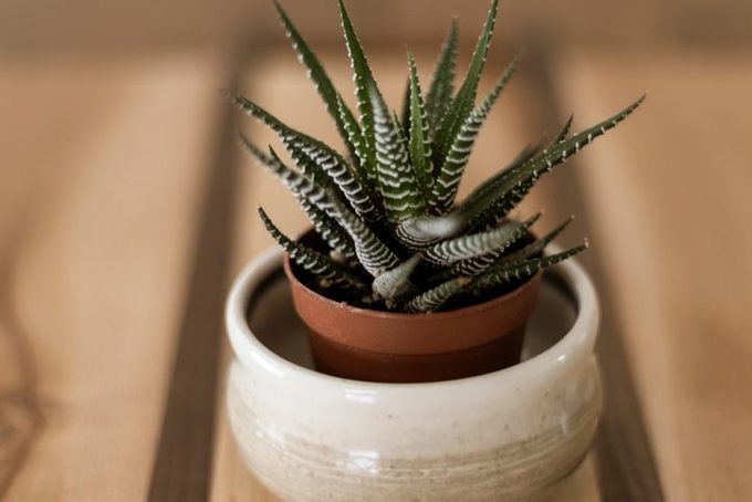 Small Zebra Haworthia Succulent In Clay Pot