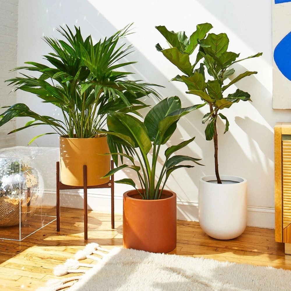 Plants Display Ecomm Via Thesill.com
