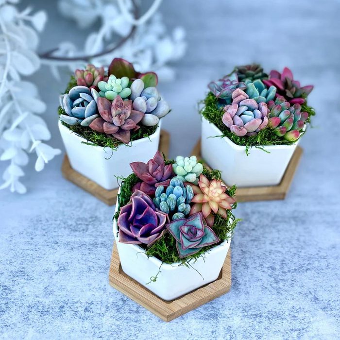 Mini Succulent Garden