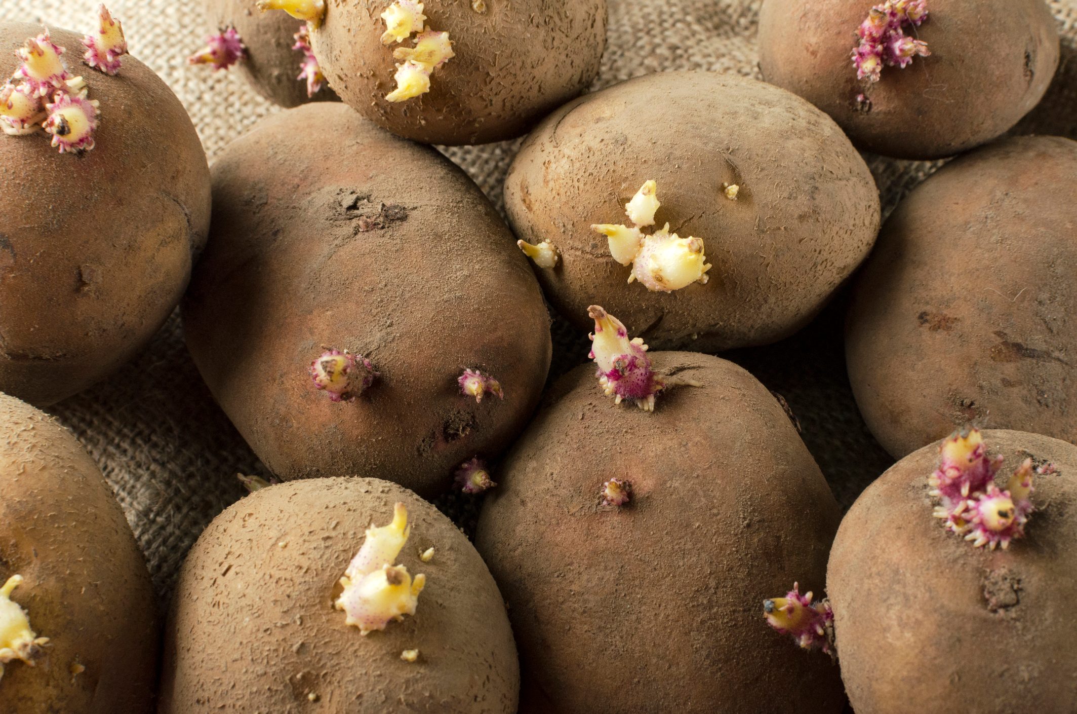 Can You Eat Potatoes with Sprouts?
