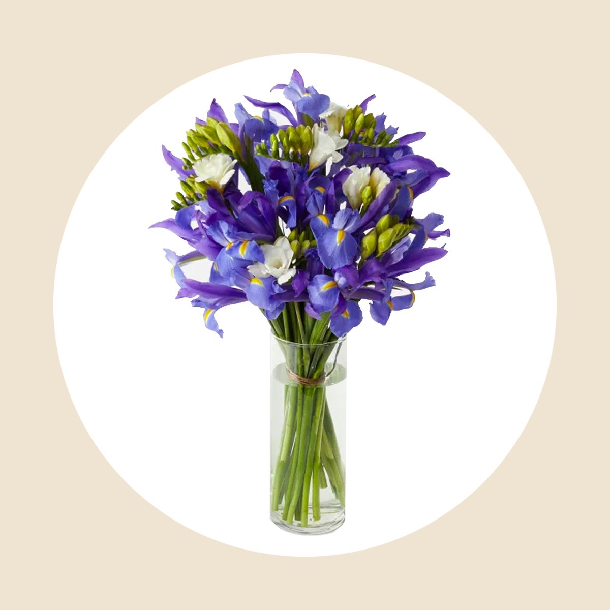 The Purple Iris