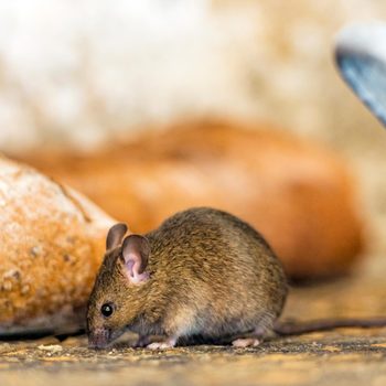 small brown mouse on a wooden counter next to a loaf of bread and blue pot