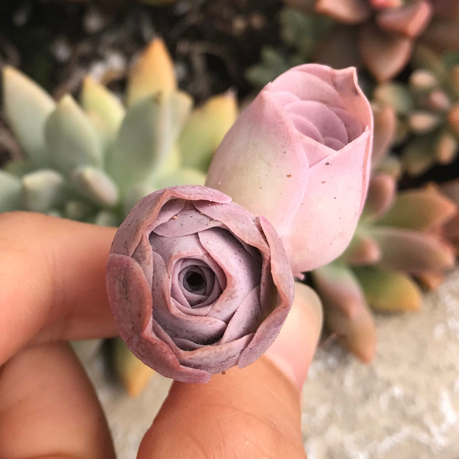 Aeonium Aurea Pink Mountain Ecomm Via Etsy.com