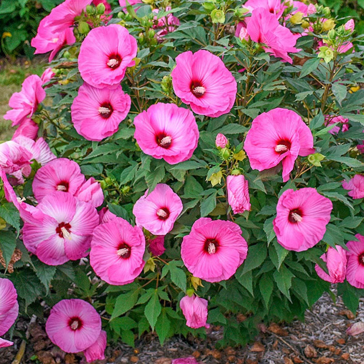 ‘Candy Crush’ Hibiscus Flowers Will Make Your Garden Even Sweeter