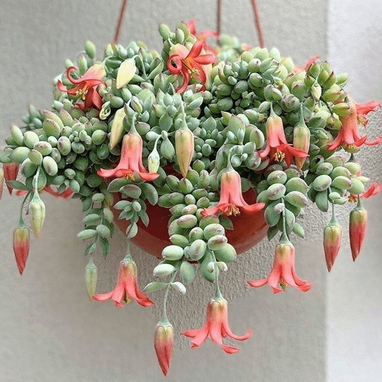 Cotyledon Pendens 6 Basket Cliff Hanger Succulent Ecomm Via Etsy.com