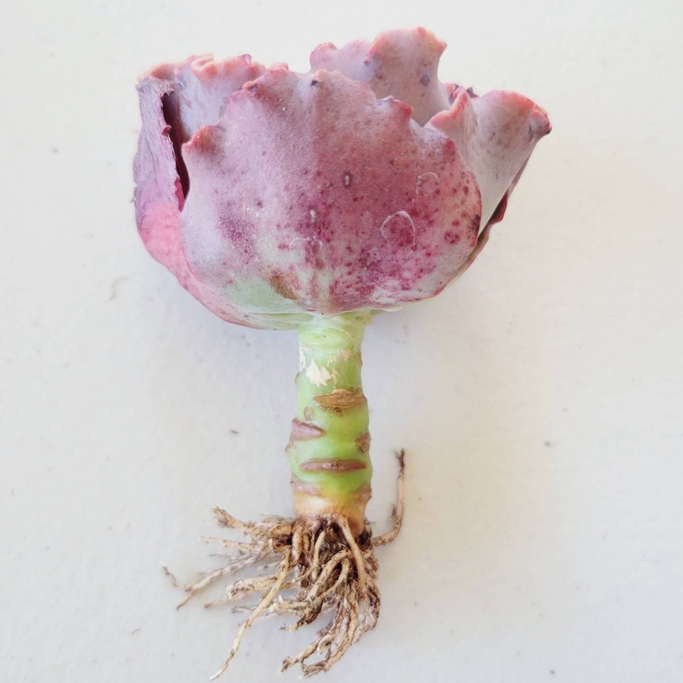 Echeveria Can Can Rare Succulents Ecomm Via Etsy.com