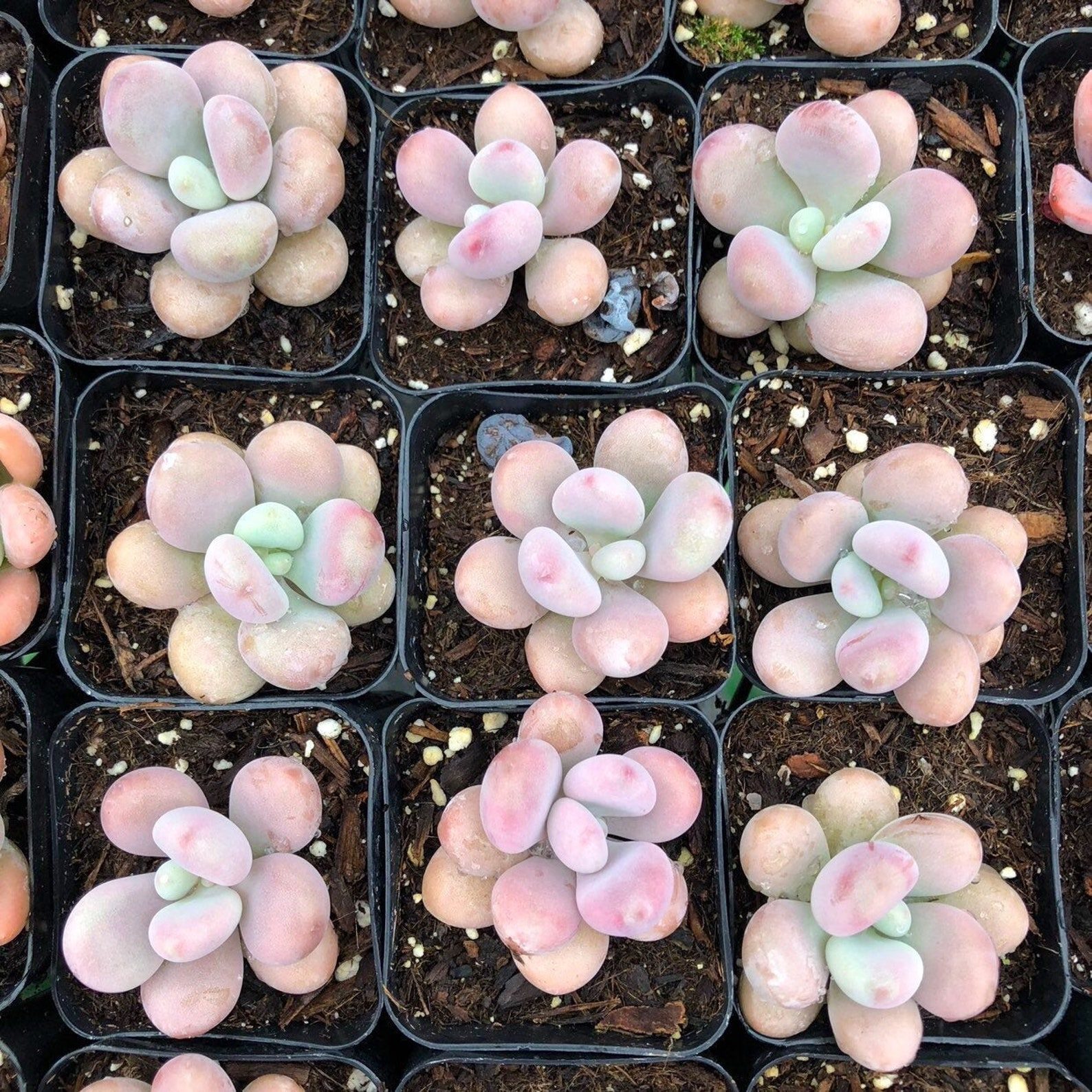 Pink Moonstone Succulent Ecomm Via Etsy.com