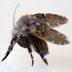 How to Get Rid of Drain Flies