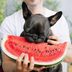 11 Summer Foods You Should Never Share With Your Dog—and 5 You Can