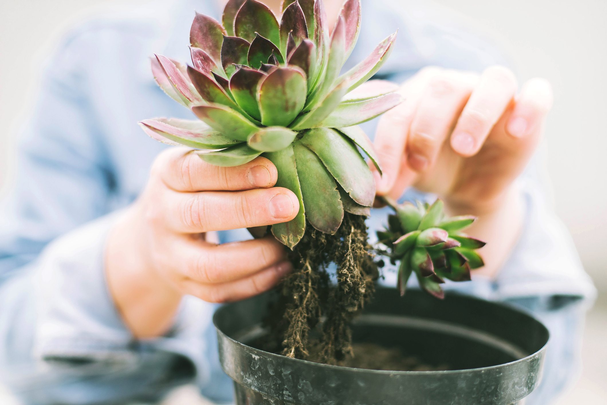 Woman's hands transplanting succulent into new pot.