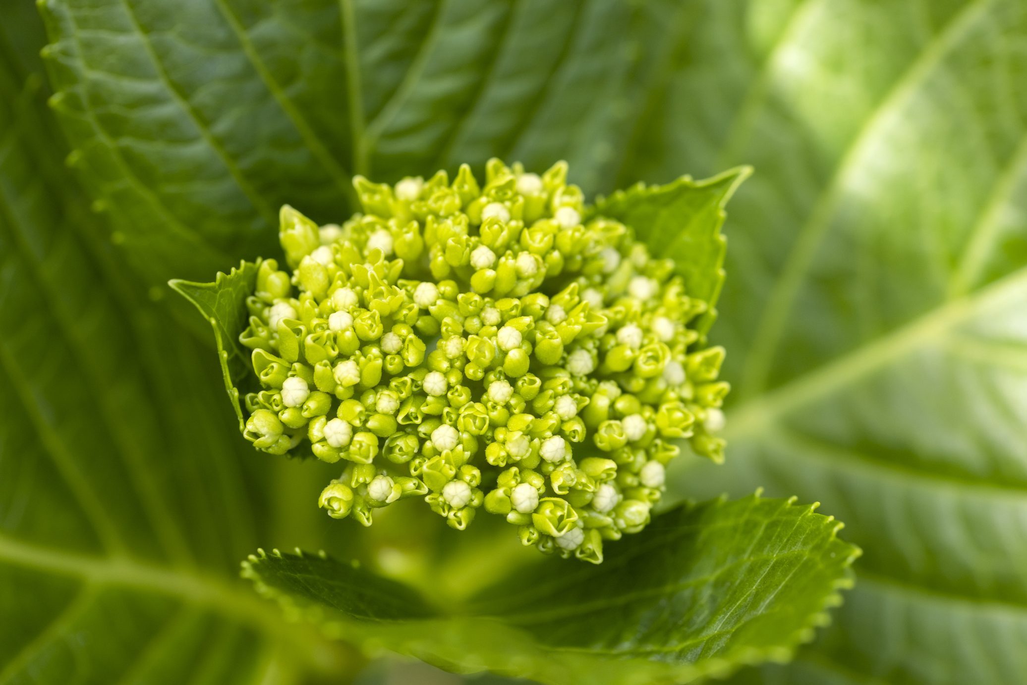 Why Are My Hydrangeas Not Blooming?