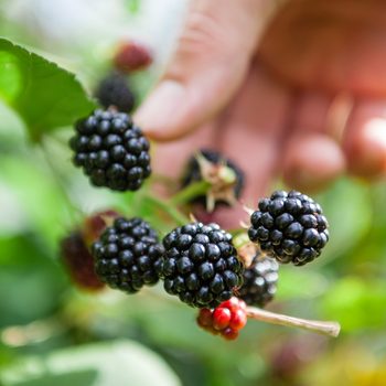 Picking blackberries
