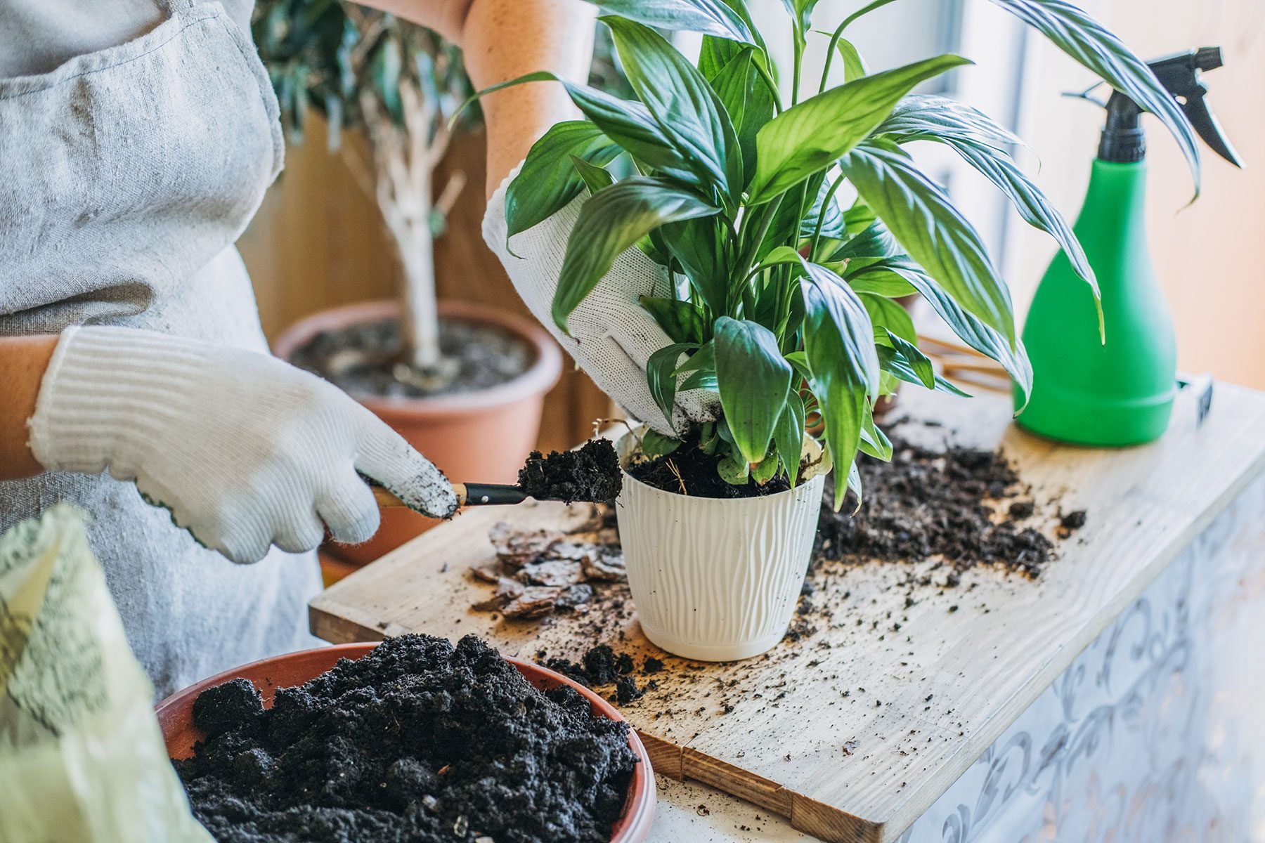 Adding new potting mix along the edges