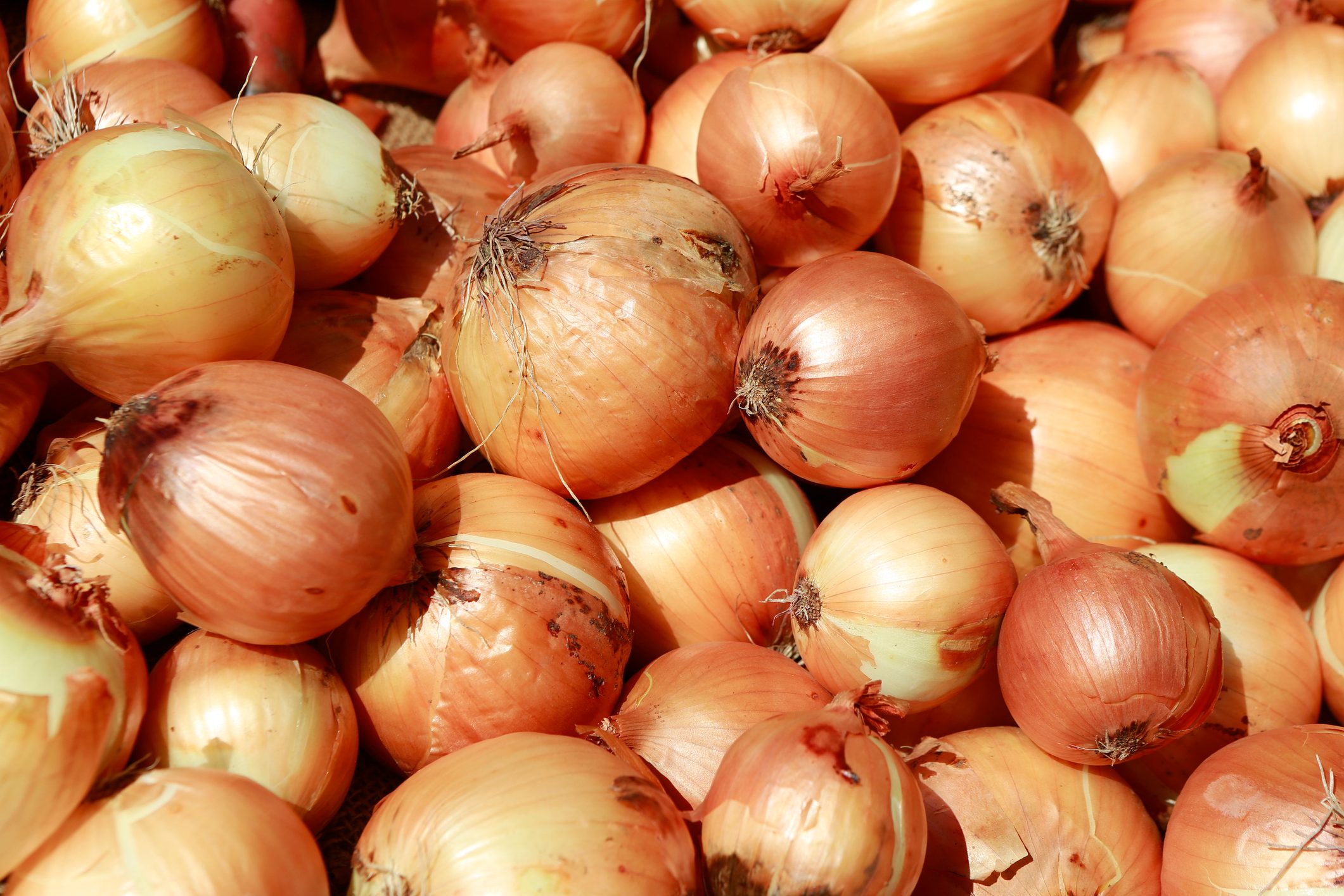 How to Tell If an Onion Is Bad