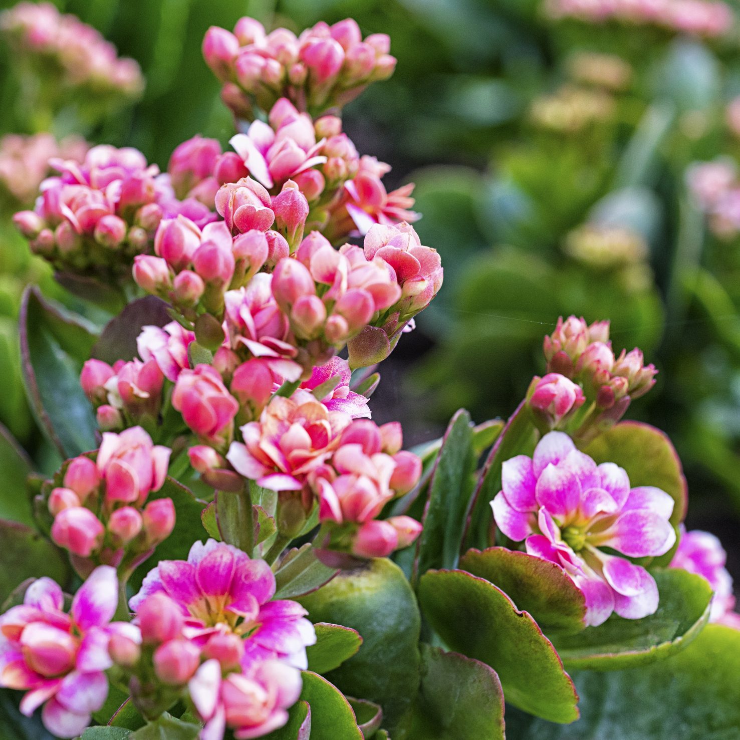 Kalanchoe (Kalanchoe Blossfeldiana), also written Kalanchöe or Kalanchoë, is a genus of about 125 species of tropical, succulent flowering plants in the family Crassulaceae, mainly native to the Old World. Only one species of this genus originates from the Americas, 56 from southern &amp; eastern Africa and 60 species in Madagascar. It is also found in south-eastern Asia and China. Most are shrubs or perennial herbaceous plants, but a few are annual or biennial. The largest, Kalanchoe beharensis from Madagascar, can reach 6 m (20 ft) tall, but most species are less than 1 m (3 ft) tall.