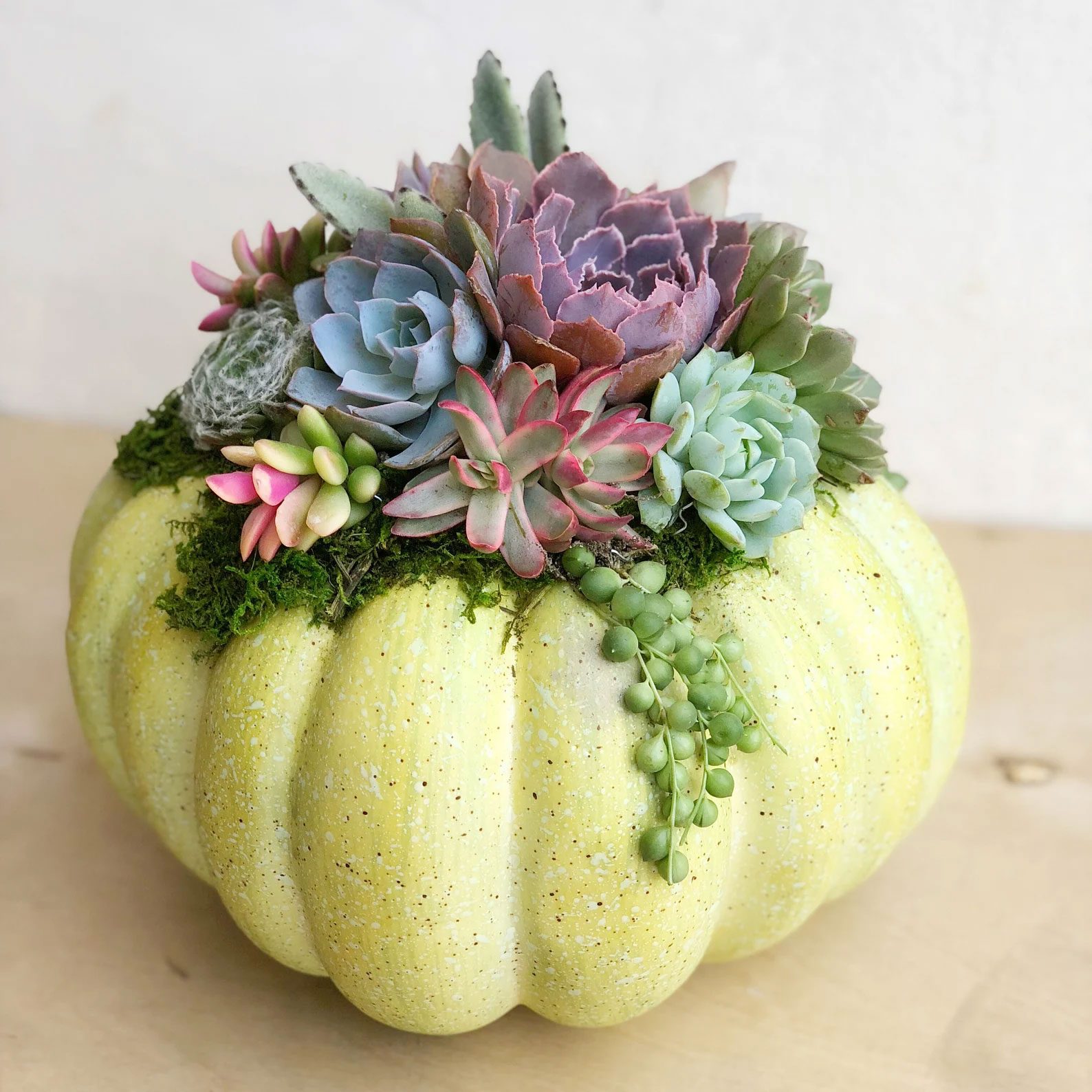 Toh Ecomm Succulent Pumpkin Via Succulentartworks Etsy.com
