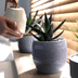 How Often You Should Water Succulents