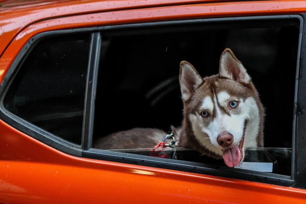 PHILIPPINES-MANILA-WORLD ANIMAL DAY-DRIVE-THRU PET BLESSING