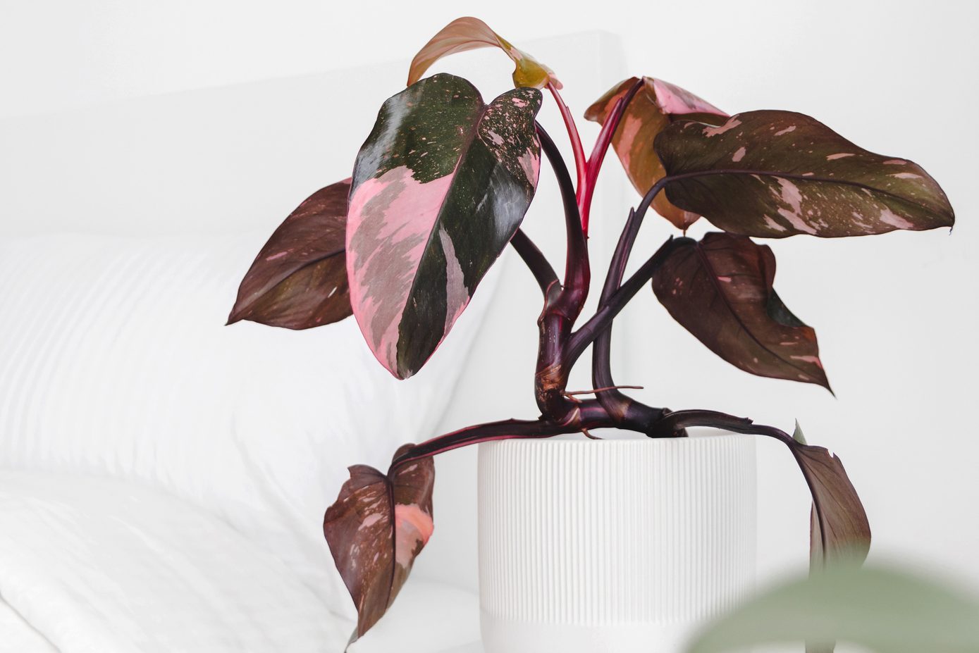 pink princess pink houseplants