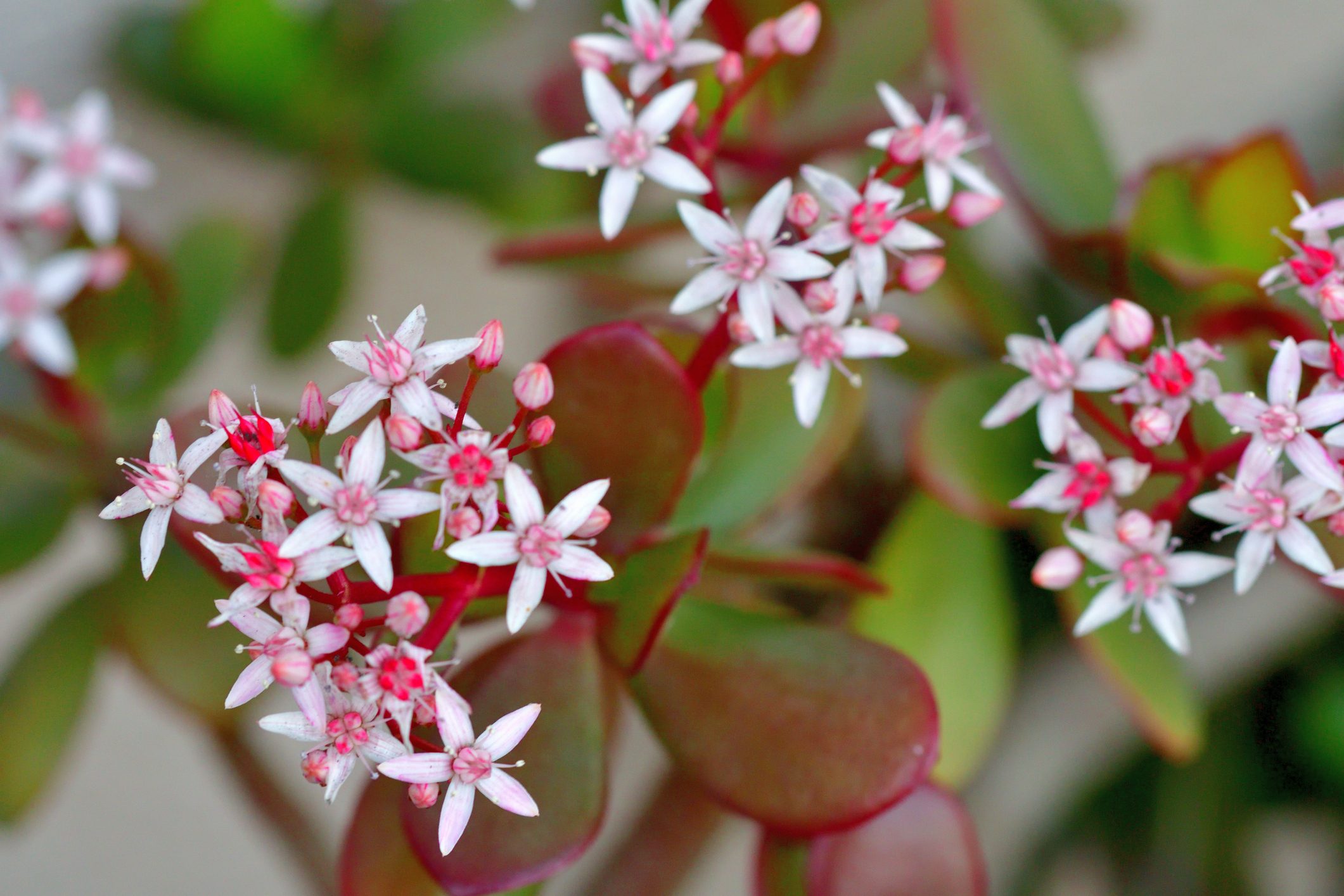Jade Plant