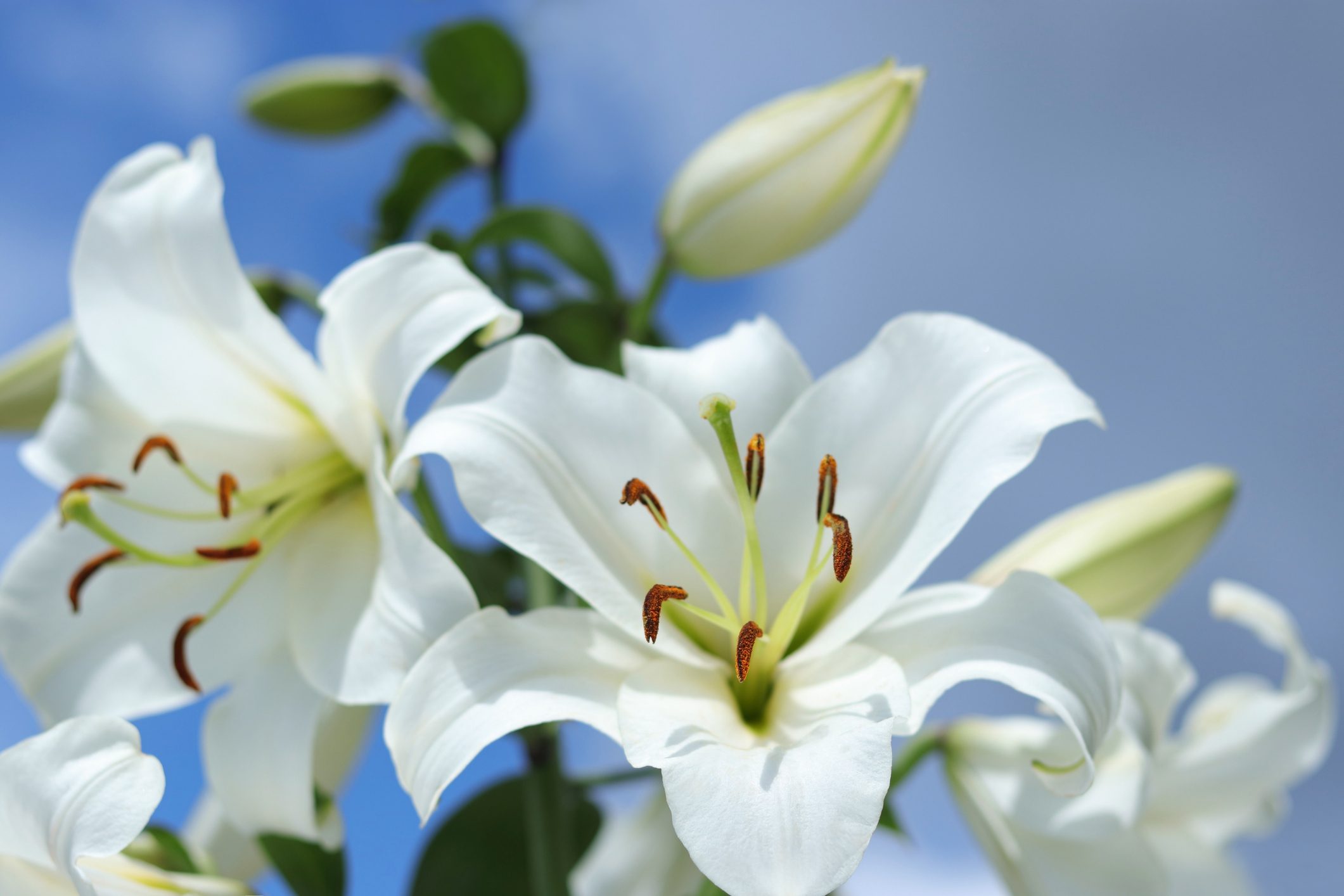 Your Guide to Caring for an Easter Lily