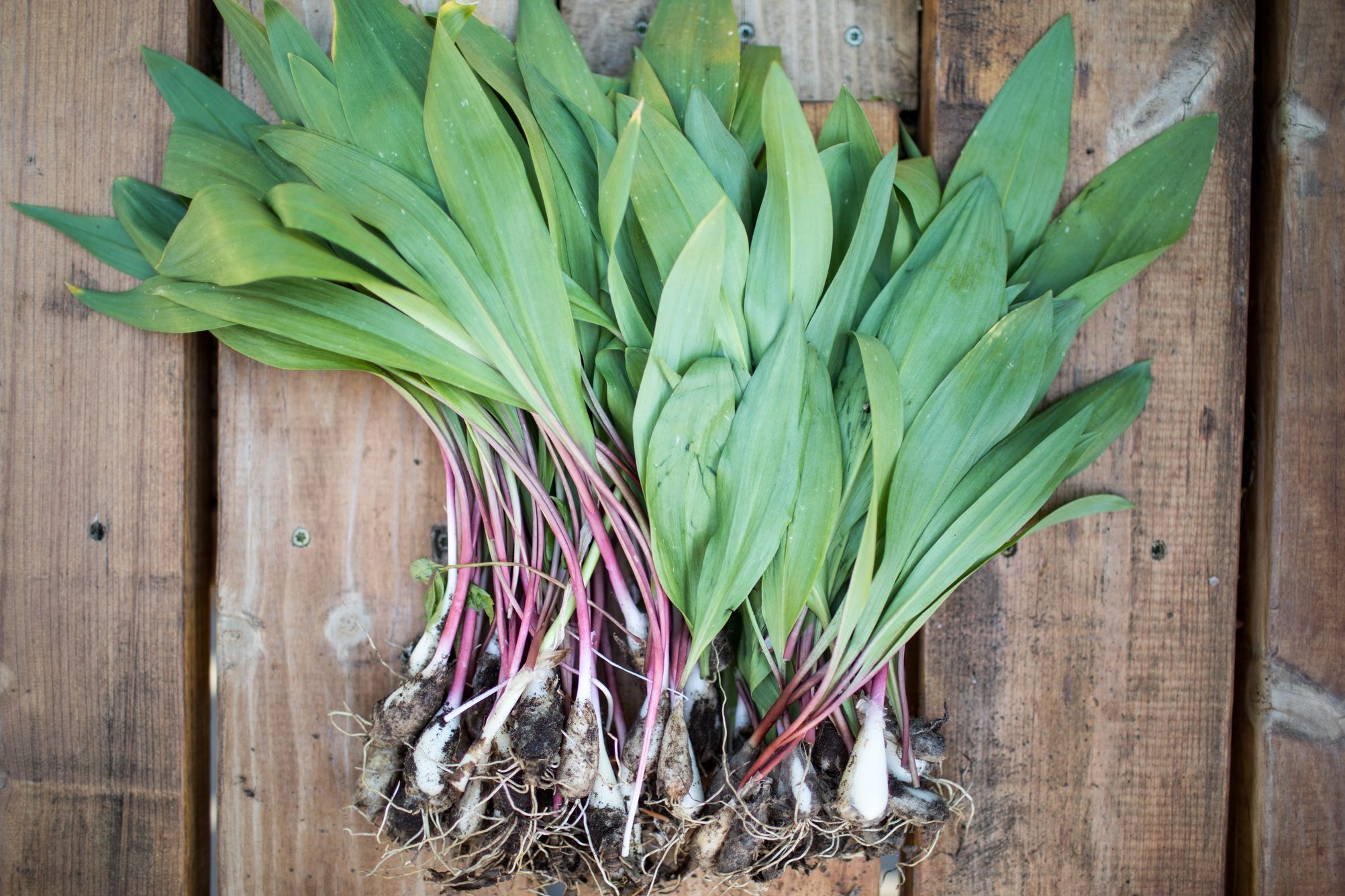 What Are Ramps and How Do They Taste?