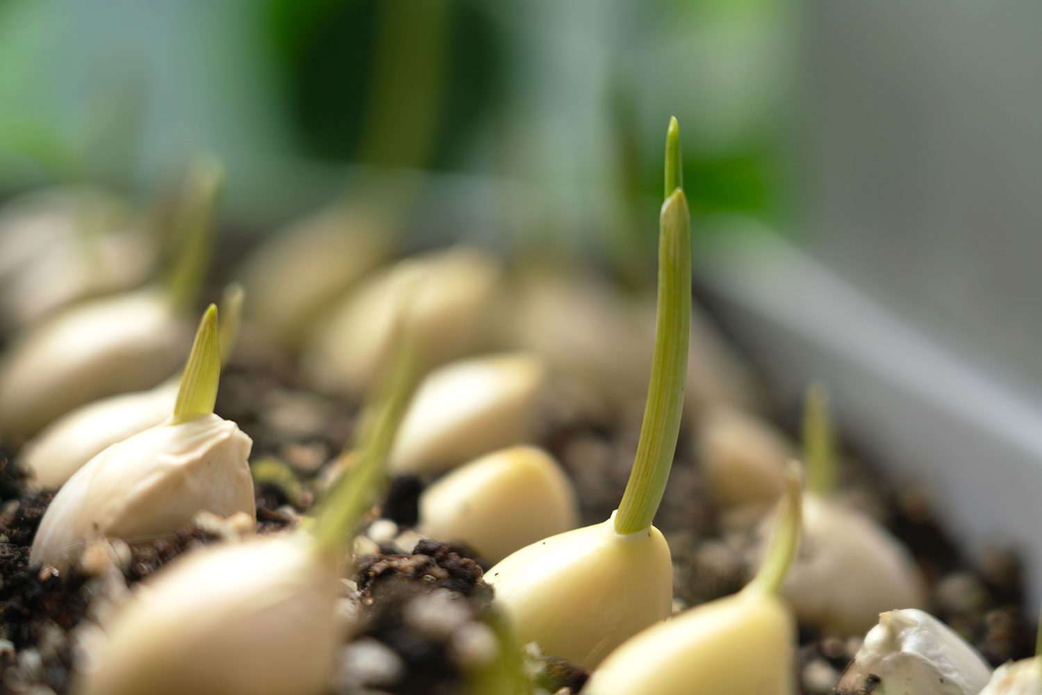 Garlic Sprouts Start to Spring From a Tub of Potting Soil Showing Garlic Bulbs in the Early Sprouting Stages to grow leaves