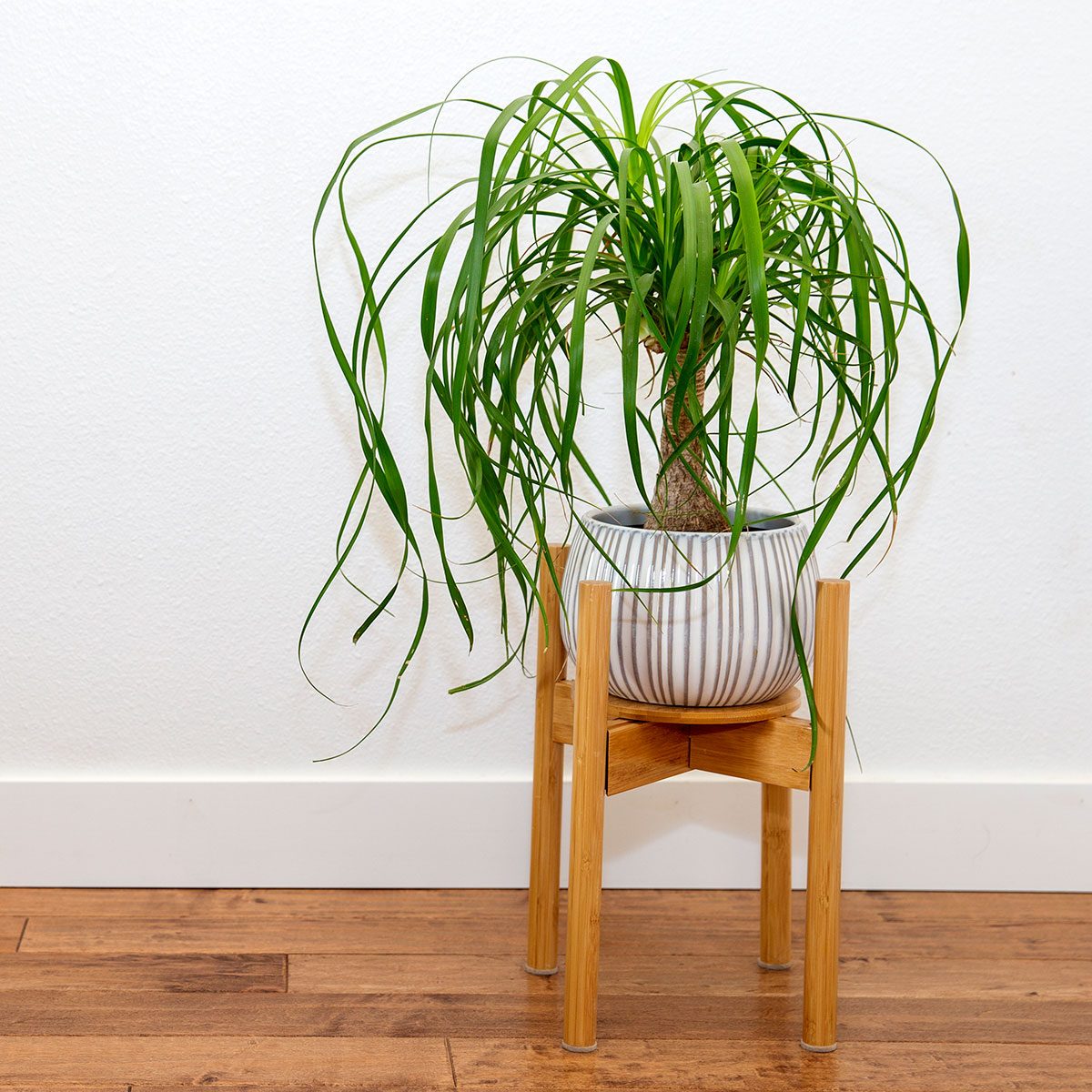Ponytail Palm Plant