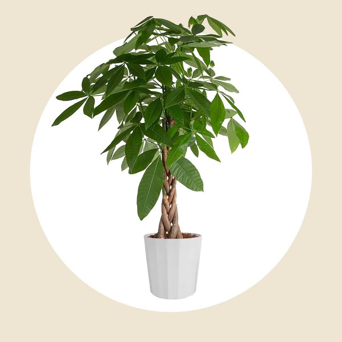 Money Tree Plant