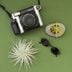 20 Types of Air Plants That Will Brighten Your Home with Barely Any Work
